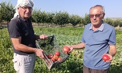 Gördes’te ata tohumlu domateslere yoğun ilgi
