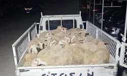 Hayvan pazarlığı hırsızlığa dönüştü, şahıslar kaçamadan yakalandı