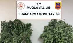 Karabağlar Yaylası’nda uyuşturucu operasyonu: 1 gözaltı