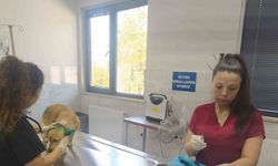 Orman yangınlarından etkilenen hayvanlara belediye şefkati