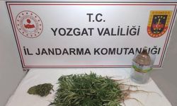 Şefaatli’de 40 kök kenevir ele geçirildi