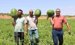 Türkiye’nin en lezzetli karpuzlarından biri Şanlıurfa’da yetişiyor