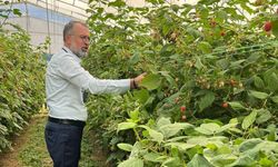 Uludağ’dan Sırbistan’a ahududu üretiminde uluslararası işbirliği adımı