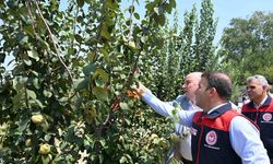 Ayva üretiminde kalıntısız tarım için üreticilere tuzak dağıtıldı