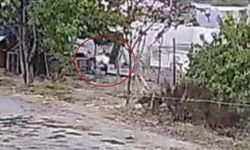 Bahçeye giren köpekler 20 tavuğu telef etti