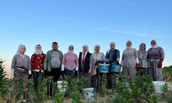 Buldan’da kekik ve tütün üreticilerinin yüzü gülüyor
