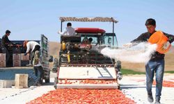 Dünya sofralarını süsleyen domateste 315 ton rekolte bekleniyor