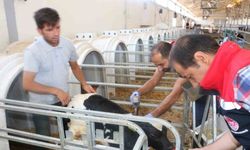 Erzincan il genelinde tüm hayvanlar şap hastalığına karşı aşılanıyor