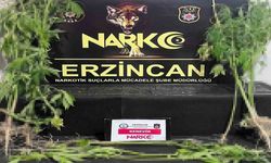 Erzincan’da 15 kök kenevir bitkisi ele geçirildi
