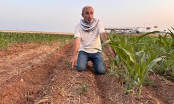 İki tohum arasındaki büyüme farkı çiftçiyi kızdırdı