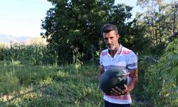 Oltu’da yerli karain karpuzu hasadı başladı