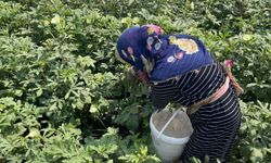 Osmaniye’de doğa ve hayvan sevgisi aynı toprakta filizleniyor