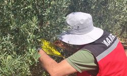 Salihli İlçe Tarımdan ‘zeytin sineği’ uyarısı