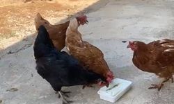 Sıcaktan bunalan tavuklarını Maraş dondurması ile serinletti