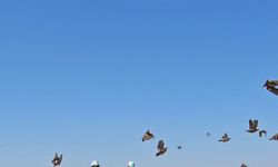 Tunceli’de doğaya 200 kınalı keklik salındı