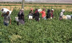 Yoldan geçen vatandaşlar için karpuz ekti