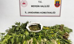 Mersin’de Kenevir Eken Şüpheli Yakalandı