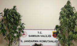 Jandarma 3 kilo 237 gram esrar ele geçirdi