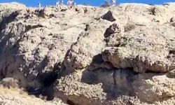Malatya’da dağlık alanda yaban keçisi sürüsü görüntülendi