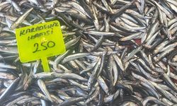 Muğla’da Karadeniz hamsisi kilosu 250 TL’den satışta