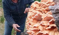 Rize’de ormanda gezintiye çıkan 3 arkadaş ağacın üzerinde kilolarca mantar buldu