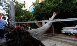 Antalya’da faciadan dönüldü: Araçların üzerine devrilen ağacın altında kalmaktan son anda kurtuldu