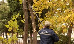 Çivril Belediyesi budamayla hem tehlikeyi önlüyor hem de ağaçların ömrünü uzatıyor
