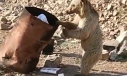 Çukurca’da yiyecek arayan ayı kameraya yansıdı