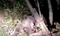 Dikenli tellerin arasında mahsur kalan ayı kurtarıldı