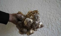 Gümüşhane’de ata tohumu "siyah sarımsak" tescil yolunda