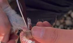 Gümüşhane’de itfaiye ekipleri ayakları ipe dolanan güvercin için seferber oldu