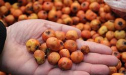 Kışın habercisi alıç meyvesi, tezgahları renklendirdi