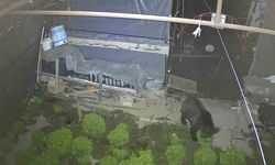 Marul çadırında şaşırtan misafir: Yavru ayı iki gecedir marul ziyafeti çekiyor