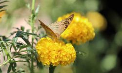 Şırnak’ta soğuklar geldi, kelebeklerin ’son dansı’ başladı