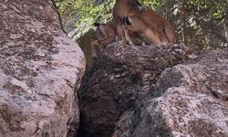 Tunceli’de dağ keçileri yerleşim yerlerine kadar indi