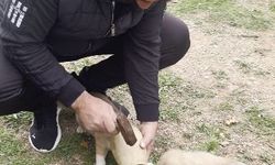 Yavru köpeğin merakı kırılan testi ile son buldu