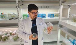 Yüksek antioksidan kapasiteye sahip yeni domates geliştirilecek