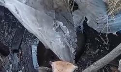 Yüksekova’da bataklığa saplanan ineği itfaiye ekipleri kurtardı