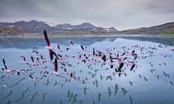 2 yıl önceye kadar flamingoları ağırlayan gölde şimdi sadece ayak izleri kaldı