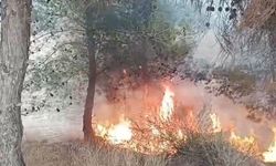 Adana’da bir çocuğun çıkardığı öne sürülen yangında 100 zeytin ağacı yandı