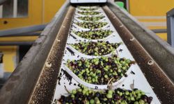 Adana’da zeytinin yağ yolculuğu başladı