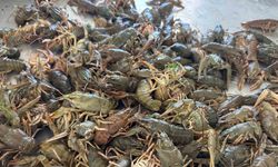 Eğirdir Gölü’nde Kerevit av yasağı başladı