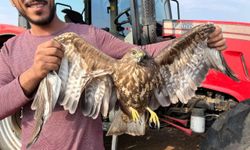 Hasadı bıraktı şahinin yardımına koştu