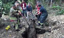 Kuyuya düşen ineği itfaiye kurtardı