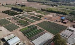 Yanan ormanlar üretilen milyonlarca fidanla yeşerecek