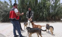 Adana'da 2025'te 3 bin 865 kedi ve 3 bin 577 köpeğe çip takıldı