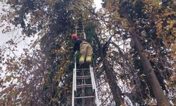 Ağaçta mahsur kalan şahini itfaiye kurtardı