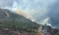 Antalya'da muz bahçesinde yangın