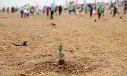 ATÜ yeşil kampüs olma yolunda ilerliyor: Dikilen fidan sayısı 22 bin 500'ü buldu