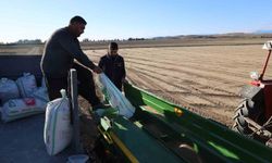 Çukurova'da buğday ekimi başladı